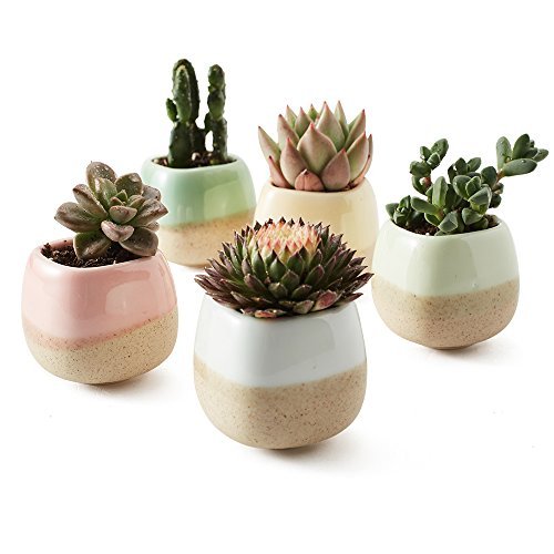 5 in Set 2.2 Inch Container Planter Ceramic Flowing Glaze Five Color Base Serial Set Succulent Plant Pot Cactus Plant Pot Flower Pot
5 in Set 2.2 Inch Container Planter Ceramic Flowing Glaze Five Color Base Serial Set Succulent Plant Pot Cactus Plant Pot Flower Pot