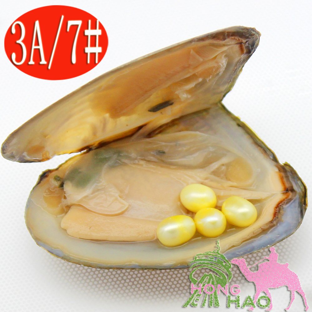 Party surprise gift of natural freshwater pearl oysters 6-8mm4 #7 Yellow pearl case of triangular oysters vacuum-packaging 
Party surprise gift of natural freshwater pearl oysters 6-8mm4 #7 Yellow pearl case of triangular oysters vacuum-packaging
