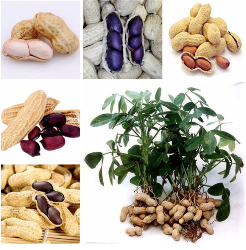 10 Pcs Arachis Hypogaea Seeds Red Black Organic Rare Heirloom Peanut Plant Seeds Organic Vegetable Seed For Home Garden
10 Pcs Arachis Hypogaea Seeds Red Black Organic Rare Heirloom Peanut Plant Seeds Organic Vegetable Seed For Home Garden