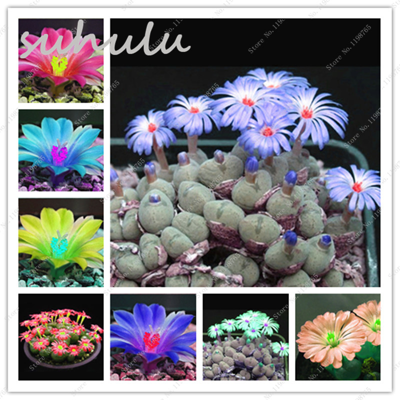 100 Pcs Mixed Lithops Seeds Rare Color Succulent Ass Flower Seeds Pseudotruncatella Living Stone Bonsai Mini Garden Plant от DHgate WW