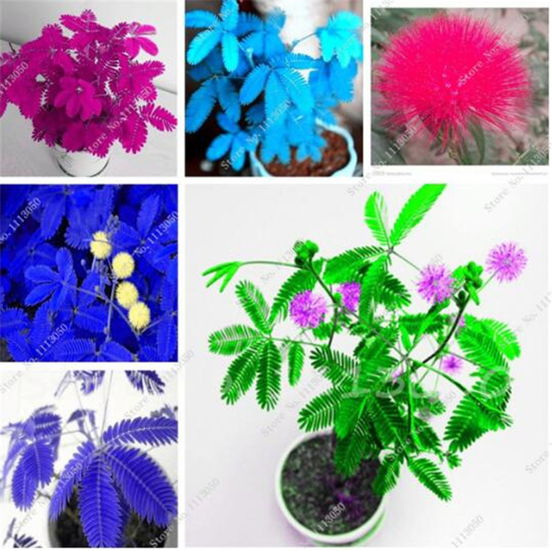30 Pcs Mimosa Pudica Seeds , Balcony Flower Seed Potted Foliage Plants Predict Earthquakes Fun Bashfulgrass Seeds Mixed Colors
30 Pcs Mimosa Pudica Seeds , Balcony Flower Seed Potted Foliage Plants Predict Earthquakes Fun Bashfulgrass Seeds Mixed Colors