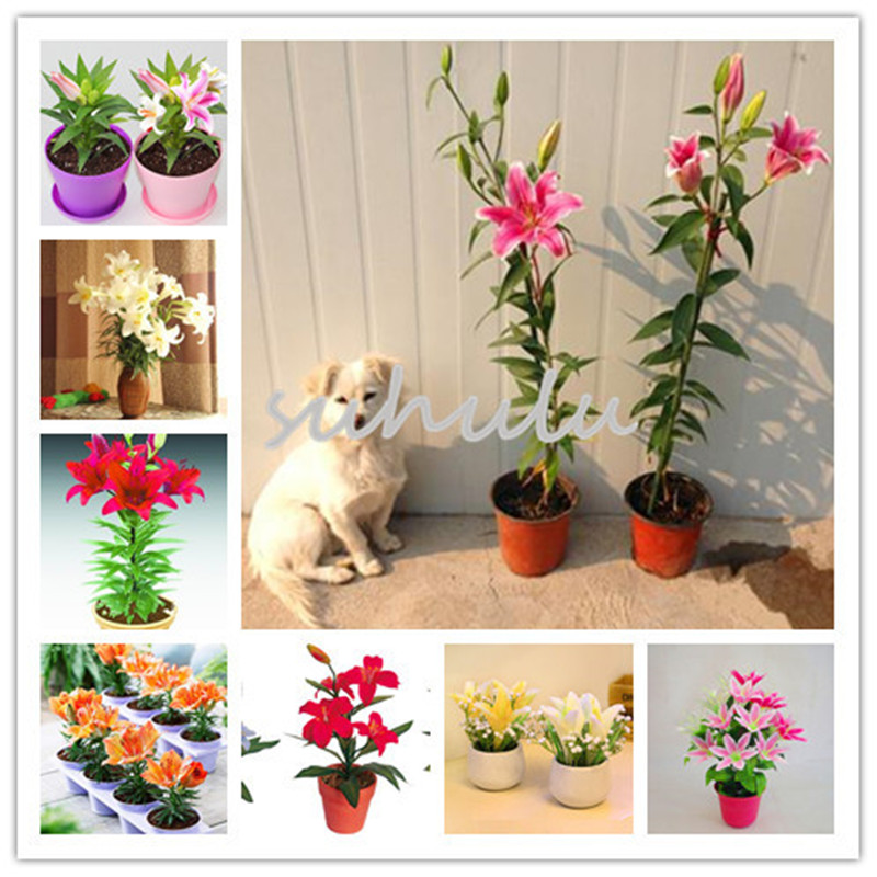 100 pcs/bag multi-color perfume Lily Seeds, (not lily bulbs) mix bonsai flower seeds high quality plant for home & garden
100 pcs/bag multi-color perfume Lily Seeds, (not lily bulbs) mix bonsai flower seeds high quality plant for home & garden