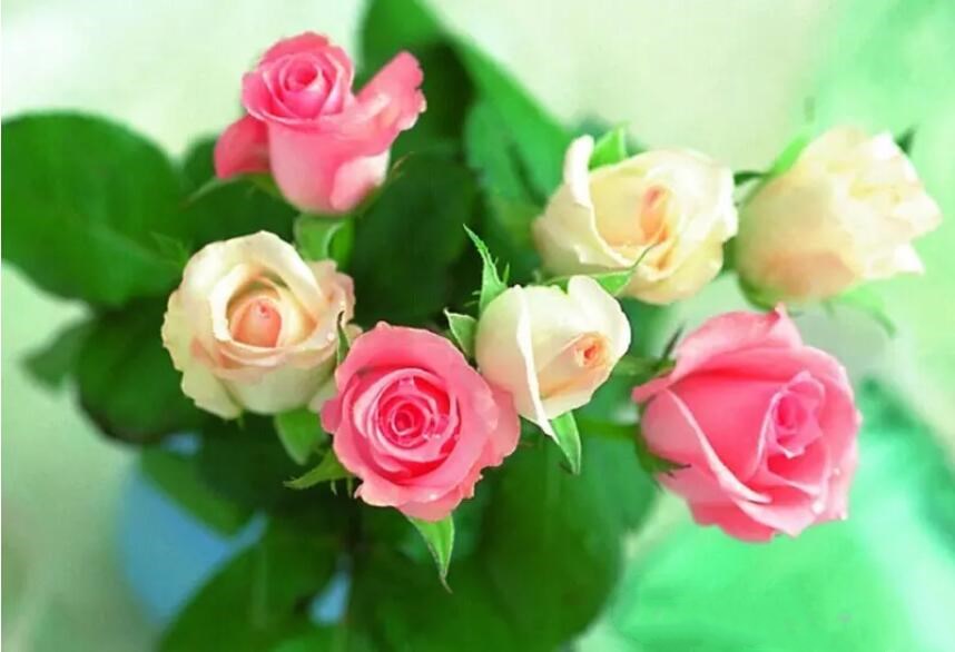 Green Rose Flower Seeds Balcony Potted Barrier Rose seeds Bonsai Flowers seeds Garden Plants 100 pcs per pack free shipping 4 Colors
Green Rose Flower Seeds Balcony Potted Barrier Rose seeds Bonsai Flowers seeds Garden Plants 100 pcs per pack free shipping 4 Colors