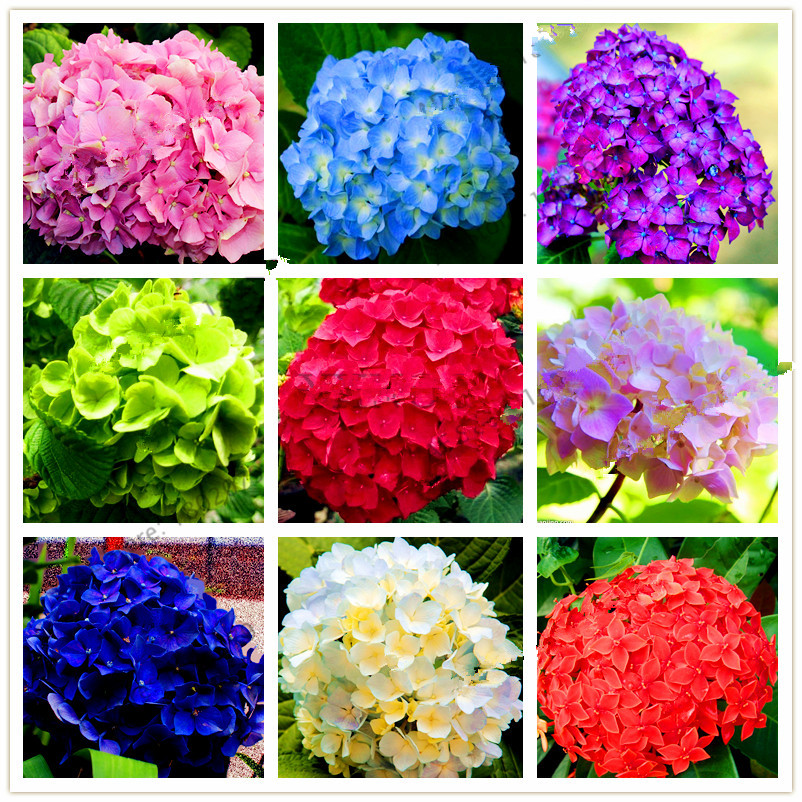 Free Shipping 20 Pcs/Pack Rare Hydrangea Seeds Balcony Potted Flowers Hydrangea For Home& Garden Planting Wedding Use
Free Shipping 20 Pcs/Pack Rare Hydrangea Seeds Balcony Potted Flowers Hydrangea For Home& Garden Planting Wedding Use