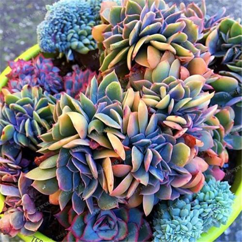 Best-selling 100 pcs Japanese Succulents Seeds Rare Indoor Flower Mini Cactus Seeds fleshier plant Polygon flower seeds for sale от DHgate WW