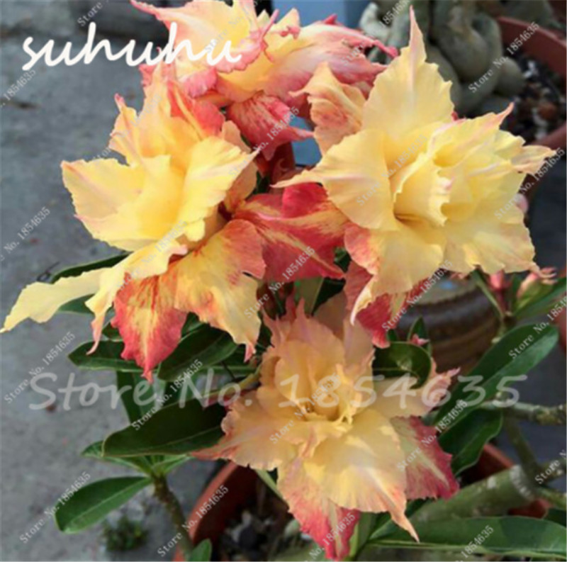 Unique Yellow Desert Rose Seeds Ornamental Plants 10 Pcs Rare Beautiful Flowers Seeds Balcony Potted Adenium Obesum Seeds Free Shipping
Unique Yellow Desert Rose Seeds Ornamental Plants 10 Pcs Rare Beautiful Flowers Seeds Balcony Potted Adenium Obesum Seeds Free Shipping