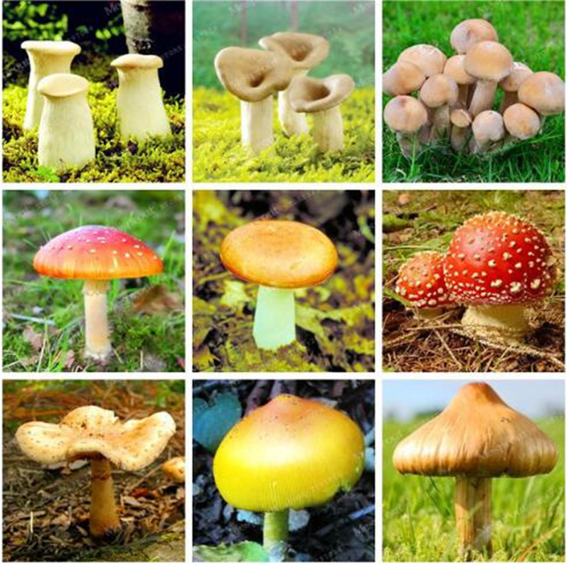 100 pcs/bag Mushroom Seeds Organic Funny Succlent Plant Amazing Edible Health Seeds Vegetable For Happy Farm Free Shipping
100 pcs/bag Mushroom Seeds Organic Funny Succlent Plant Amazing Edible Health Seeds Vegetable For Happy Farm Free Shipping