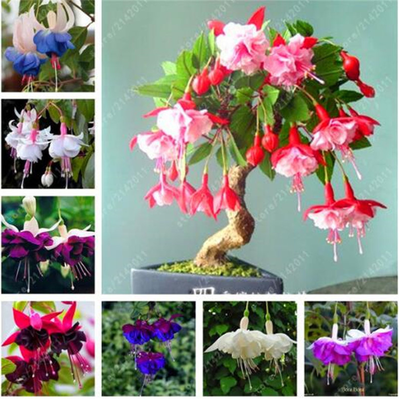 100 pcs/bag Fuchsia seeds, fuchsia flower, bonsai Hanging flower seeds, potted plant Lantern Begonia seeds for home garden
100 pcs/bag Fuchsia seeds, fuchsia flower, bonsai Hanging flower seeds, potted plant Lantern Begonia seeds for home garden