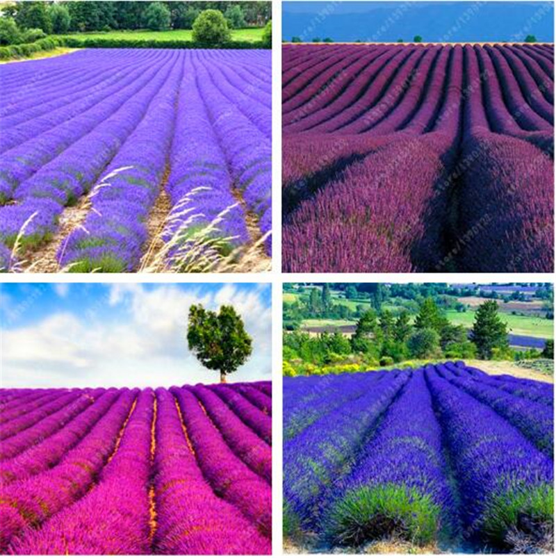 100 pcs/bag Provence lavender seeds, Multi-color lavender decoration flower seeds, perennial ourdoor plant for home garden
100 pcs/bag Provence lavender seeds, Multi-color lavender decoration flower seeds, perennial ourdoor plant for home garden