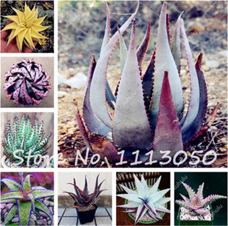 100 Pcs Succulents Plants Aloe Seeds, Variety Complete, Indoor Plant Bonsai Seeds,Office Desktop Flowers,The Germination Rate 95%
100 Pcs Succulents Plants Aloe Seeds, Variety Complete, Indoor Plant Bonsai Seeds,Office Desktop Flowers,The Germination Rate 95%