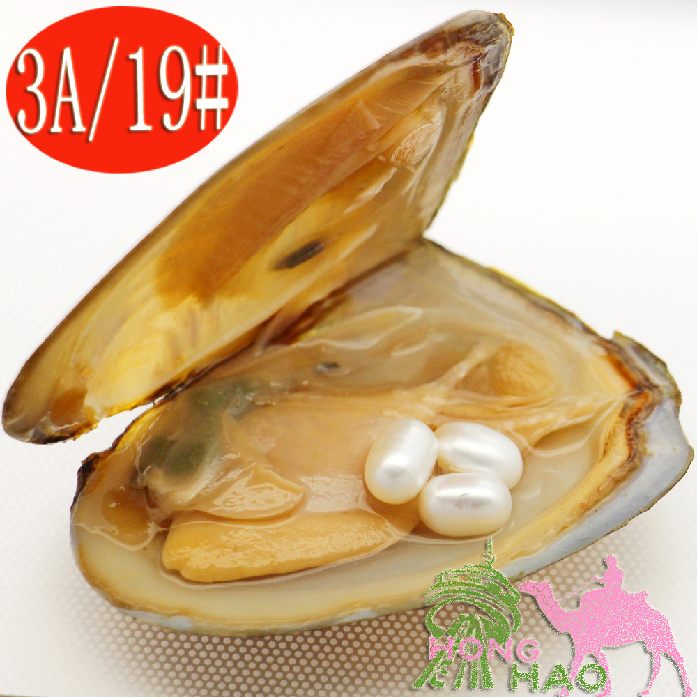 Fashion Charm Jewelry Natural Freshwater Pearl Oyster 6-8mm 3 pieces # 19 Natural White Pearls in Triangle Oysters in Vacuum Packaging
Fashion Charm Jewelry Natural Freshwater Pearl Oyster 6-8mm 3 pieces # 19 Natural White Pearls in Triangle Oysters in Vacuum Packaging