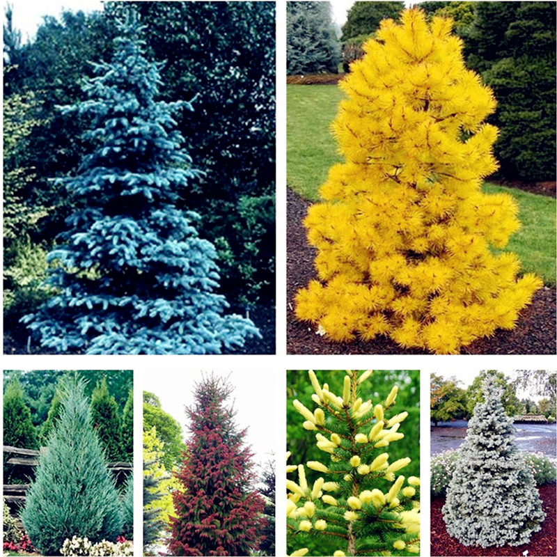 30 Pcs Colorado Blue fir seeds plants Blue Spruce Seeds Picea Tree Potted Bonsai Courtyard Garden Bonsai Plant Pine Tree Seeds
30 Pcs Colorado Blue fir seeds plants Blue Spruce Seeds Picea Tree Potted Bonsai Courtyard Garden Bonsai Plant Pine Tree Seeds