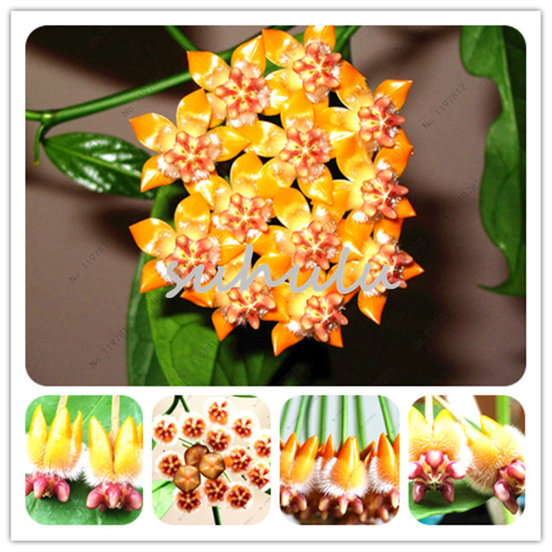 Rare Japanese Monkey Face Orchid Seeds Diy Home Garden Plants Pot Bonsai Flowers Seeds For Diy Home & Garden Plants 100 Pcs
Rare Japanese Monkey Face Orchid Seeds Diy Home Garden Plants Pot Bonsai Flowers Seeds For Diy Home & Garden Plants 100 Pcs