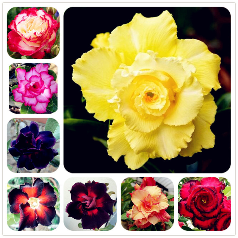 Hot Selling Bonsai Adenium Obesum Seeds Balcony Flowers Seeds 2 Pcs Rainbow Desert Rose Seeds For Home Garden Easy To Grow
Hot Selling Bonsai Adenium Obesum Seeds Balcony Flowers Seeds 2 Pcs Rainbow Desert Rose Seeds For Home Garden Easy To Grow