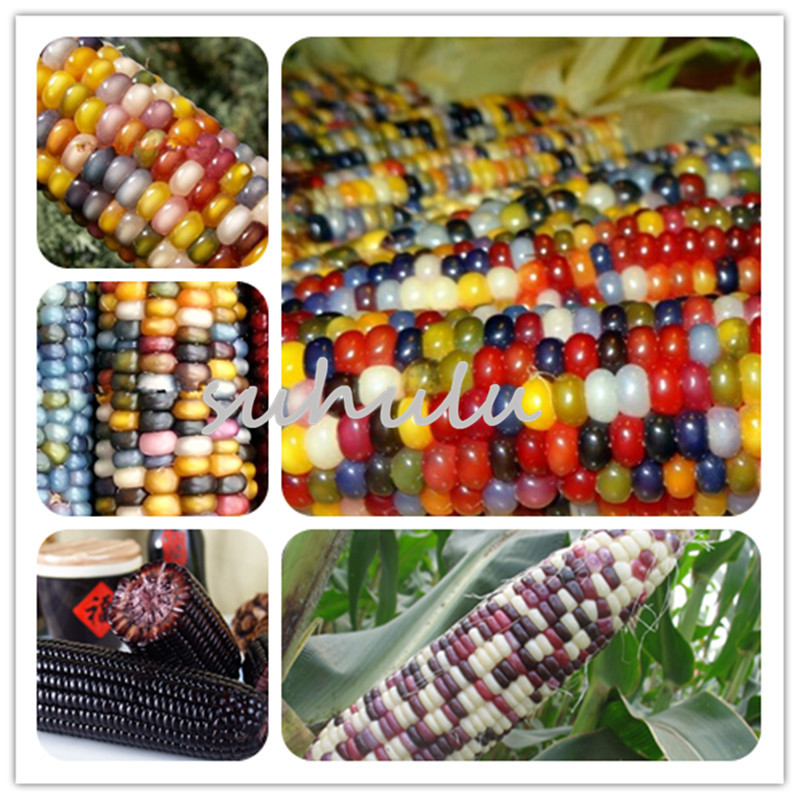 Garden Supplies 10 Pcs/Bag Sweet Fruit Corn Seeds Cultivation Sweet Waxy High - Yielding Species Can Be Eaten Raw Rainbow
Garden Supplies 10 Pcs/Bag Sweet Fruit Corn Seeds Cultivation Sweet Waxy High - Yielding Species Can Be Eaten Raw Rainbow