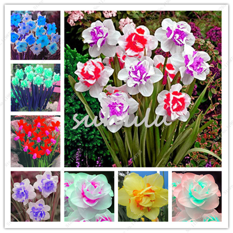 100 pcs/bag flower daffodil,daffodil seeds(not daffodil bulbs)bonsai flower seeds aquatic plants double petals Narcissus garden plants
100 pcs/bag flower daffodil,daffodil seeds(not daffodil bulbs)bonsai flower seeds aquatic plants double petals Narcissus garden plants