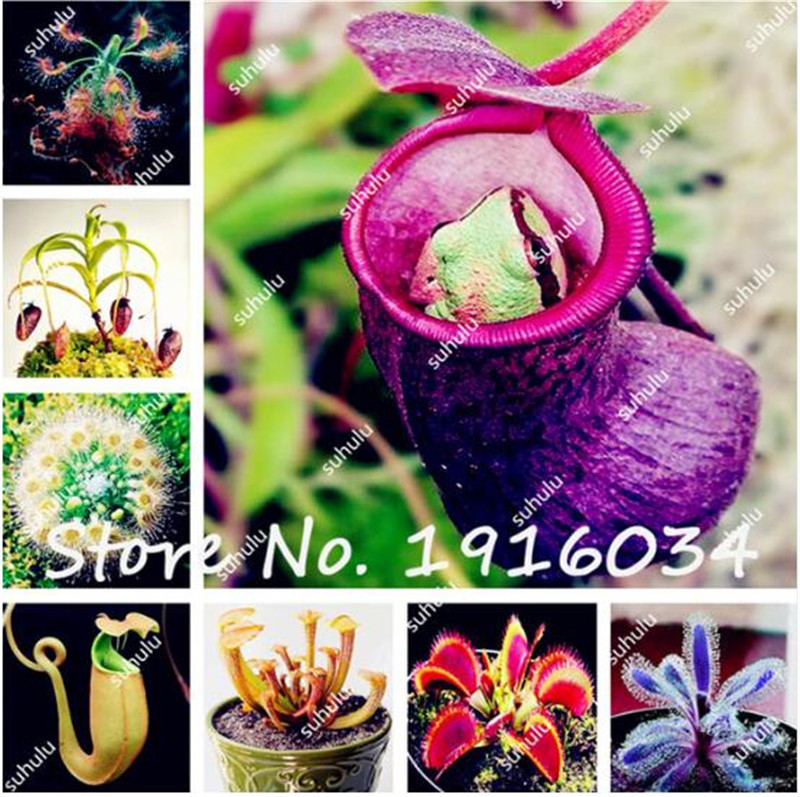 Big Promotion! 100 Pcs Potted Insectivorous Plant Seeds Blue Dionaea Muscipula Carnivorous Plants Giant Clip Venus Flytrap Seeds
Big Promotion! 100 Pcs Potted Insectivorous Plant Seeds Blue Dionaea Muscipula Carnivorous Plants Giant Clip Venus Flytrap Seeds