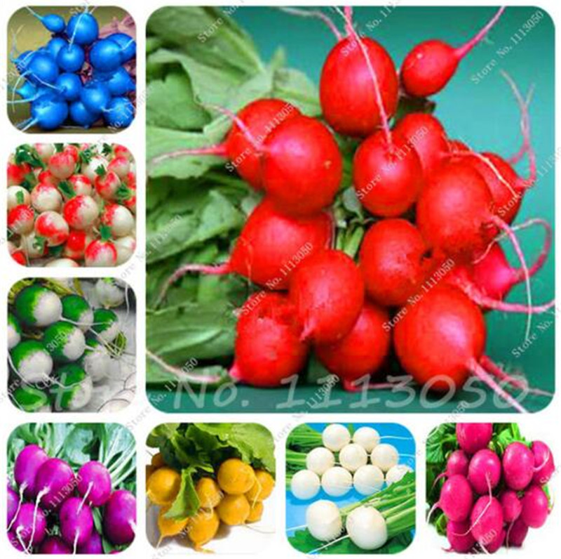 100 Pcs Sweet Rainbow Radish Seeds Vegetables Seed, Non-Gmo Vegetable Seeds, Bonsai Seeds, Garden Nutritious Fruits Planting
100 Pcs Sweet Rainbow Radish Seeds Vegetables Seed, Non-Gmo Vegetable Seeds, Bonsai Seeds, Garden Nutritious Fruits Planting
