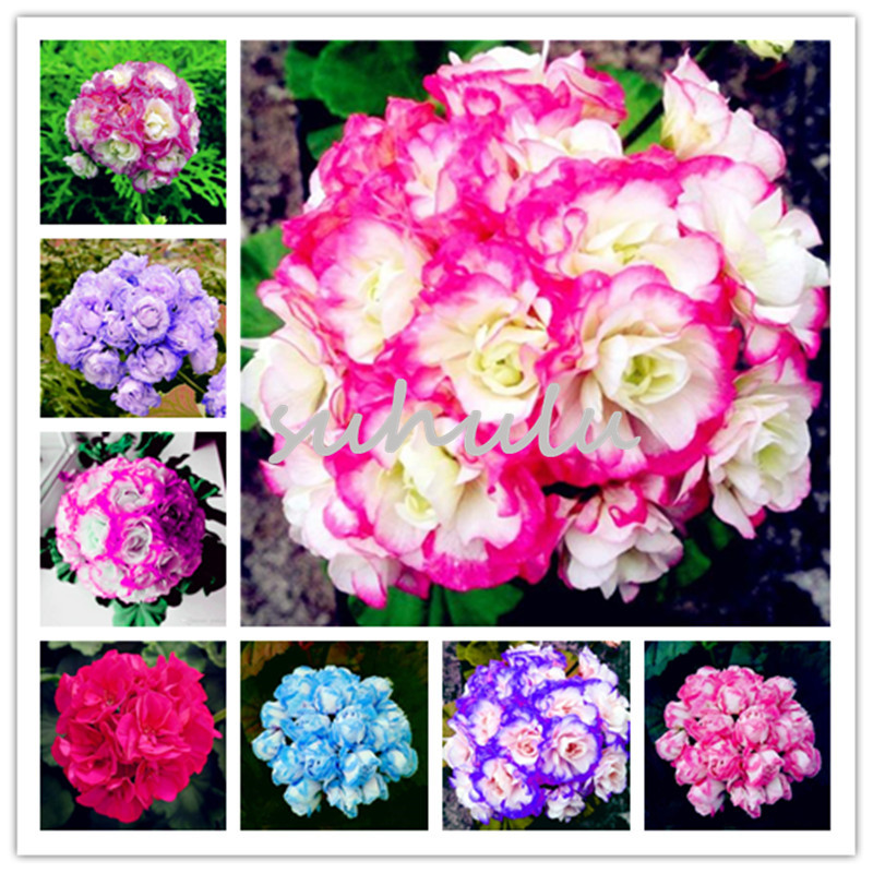 100 Pcs/bag Geranium Seed Potted Perennial Flower Seeds Pelargonium Peltatum Seeds Indoor Rooms Plant Pot Bonsai Beauty Garden
100 Pcs/bag Geranium Seed Potted Perennial Flower Seeds Pelargonium Peltatum Seeds Indoor Rooms Plant Pot Bonsai Beauty Garden