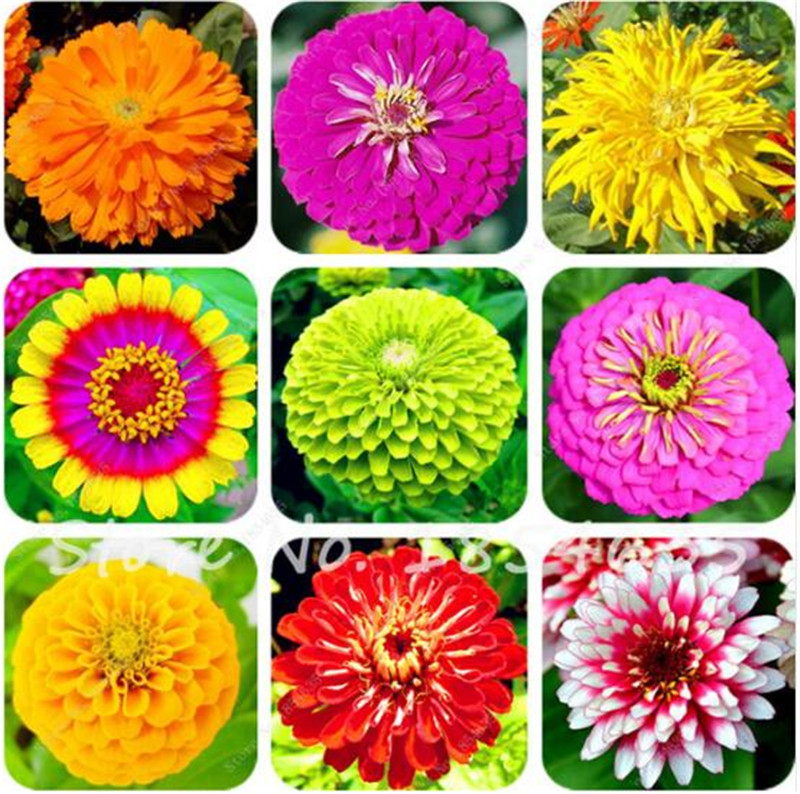 Hot Selling Rare 120 Pcs/Pack Zinnia Seeds Beautiful Green Apple Zinnia Flower Seeds Balcony Courtyard By Flowers Potted Bonsai
Hot Selling Rare 120 Pcs/Pack Zinnia Seeds Beautiful Green Apple Zinnia Flower Seeds Balcony Courtyard By Flowers Potted Bonsai