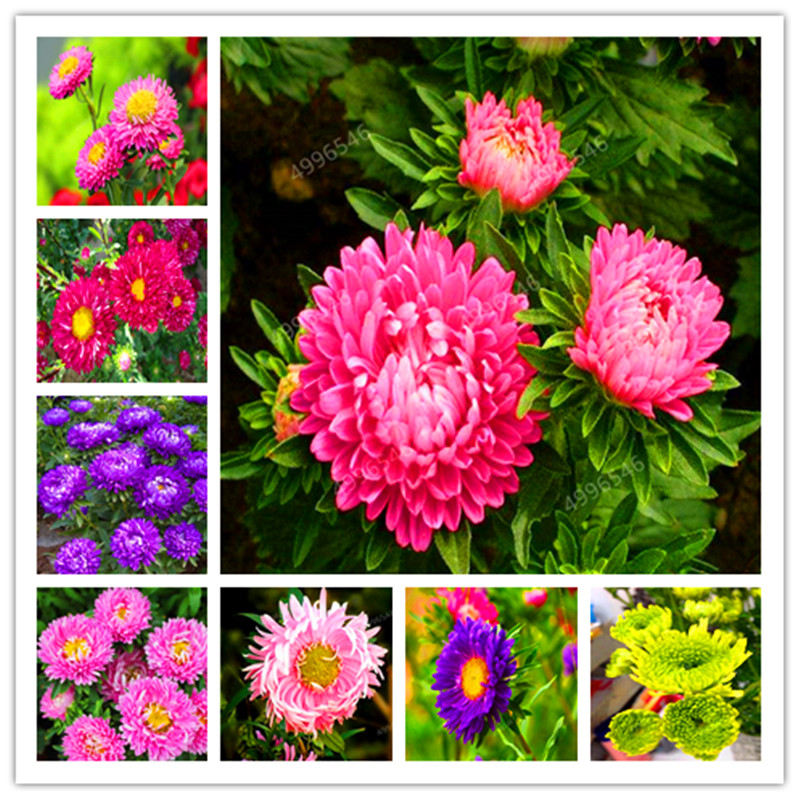 100 Pcs Golf China Hybrids Aster Chrysanthemum Flower Bonsai Strong Ability To Plant For Home Garden Easy Growing
100 Pcs Golf China Hybrids Aster Chrysanthemum Flower Bonsai Strong Ability To Plant For Home Garden Easy Growing