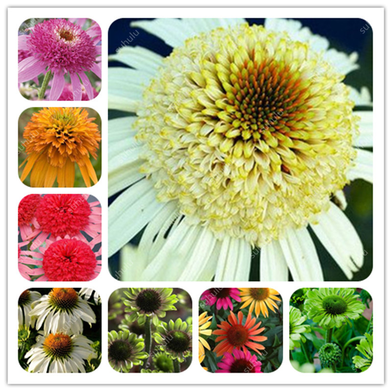 1000 pcs Rare Colour Echinacea Purpurea bonsai plant Seeds Ratibida Coneflower Showy Much-Doubled Yellow Flower Heads Garden Potted Plant
1000 pcs Rare Colour Echinacea Purpurea bonsai plant Seeds Ratibida Coneflower Showy Much-Doubled Yellow Flower Heads Garden Potted Plant