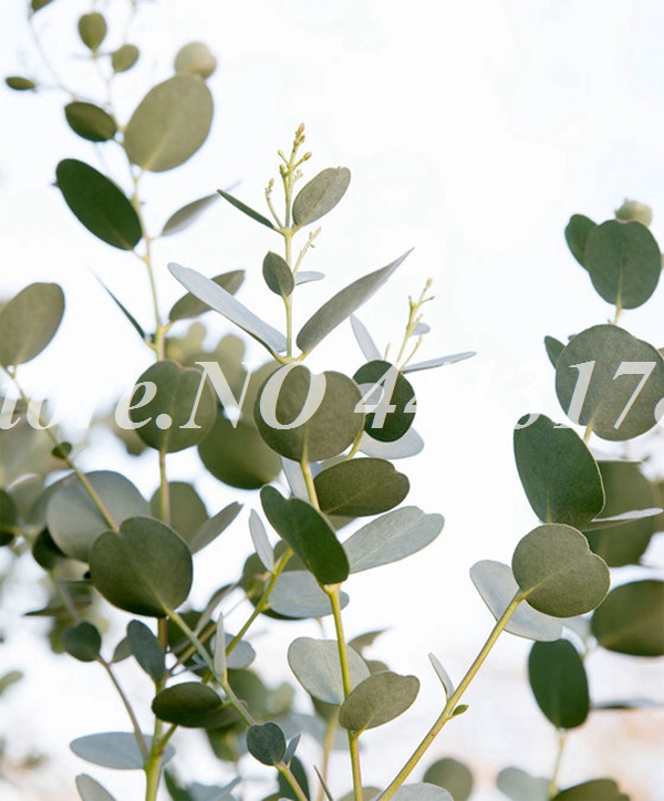 Hot Sale 300 Pcs Seeds Rare Eucalyptus Bonsai Tree Ornamental Plants Giant Showy Tropical Tree For Home Garden Planting Outdoor Potted Decor
Hot Sale 300 Pcs Seeds Rare Eucalyptus Bonsai Tree Ornamental Plants Giant Showy Tropical Tree For Home Garden Planting Outdoor Potted Decor