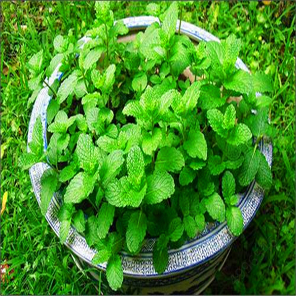 Hot Sale! mint Seeds 200 pcs Decor planters ourdoor Bonsai plants flower home garden pot plants Clean air
Hot Sale! mint Seeds 200 pcs Decor planters ourdoor Bonsai plants flower home garden pot plants Clean air