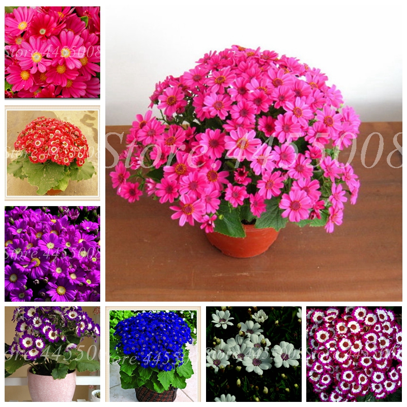 100 Pcs Seeds Mix Colors Pericallis Plant Beautifying Balcony Bonsai Chrysanthemum Flower Hybrida DIY For Home Garden Novel Planter Pot
100 Pcs Seeds Mix Colors Pericallis Plant Beautifying Balcony Bonsai Chrysanthemum Flower Hybrida DIY For Home Garden Novel Planter Pot