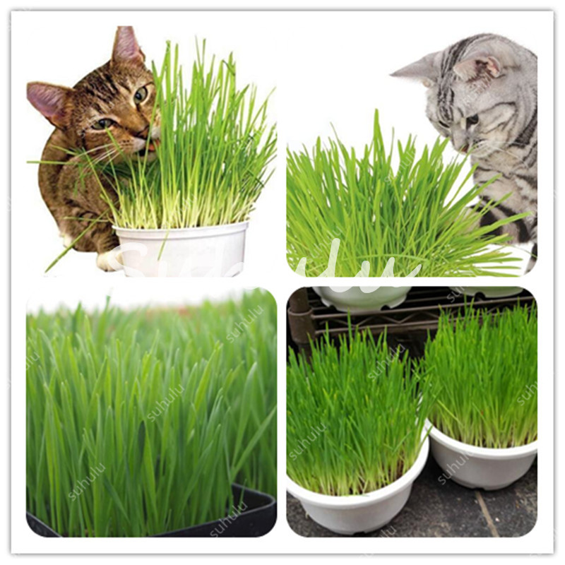 Promotion ! 1000 pcs Cat Grass Bonsai seeds Herb Edible Foliage Plant Wheat Grass Mint Smell Superior Cat Food For Your Pet Easy To Grow
Promotion ! 1000 pcs Cat Grass Bonsai seeds Herb Edible Foliage Plant Wheat Grass Mint Smell Superior Cat Food For Your Pet Easy To Grow