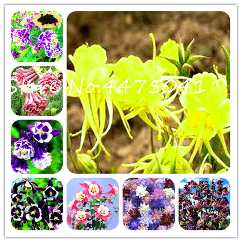 500 Pcs/Bag Beautiful Aquilegia Flower Bonsai plant seeds Mixed Colors Perennial Bonsai Plant Embellishing For Home And Garden Hardy Plant
500 Pcs/Bag Beautiful Aquilegia Flower Bonsai plant seeds Mixed Colors Perennial Bonsai Plant Embellishing For Home And Garden Hardy Plant