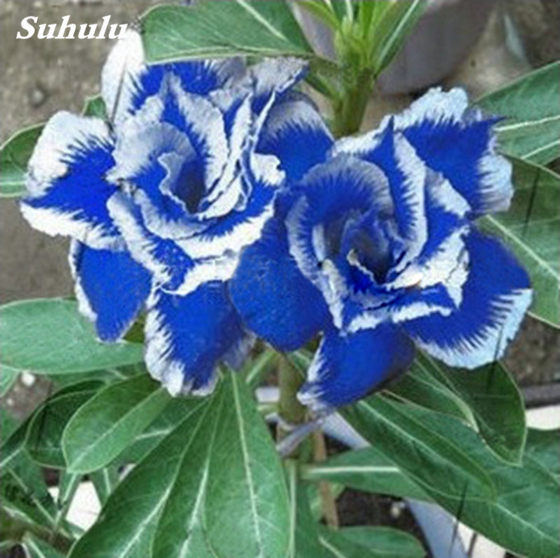 Artificial 5pcs Adenium Obesum Flower Seeds Planter All for a summer residence Natural Growth Variety of Colors Decorative Landscaping The Germination Rate 95%
Artificial 5pcs Adenium Obesum Flower Seeds Planter All for a summer residence Natural Growth Variety of Colors Decorative Landscaping The Germination Rate 95%