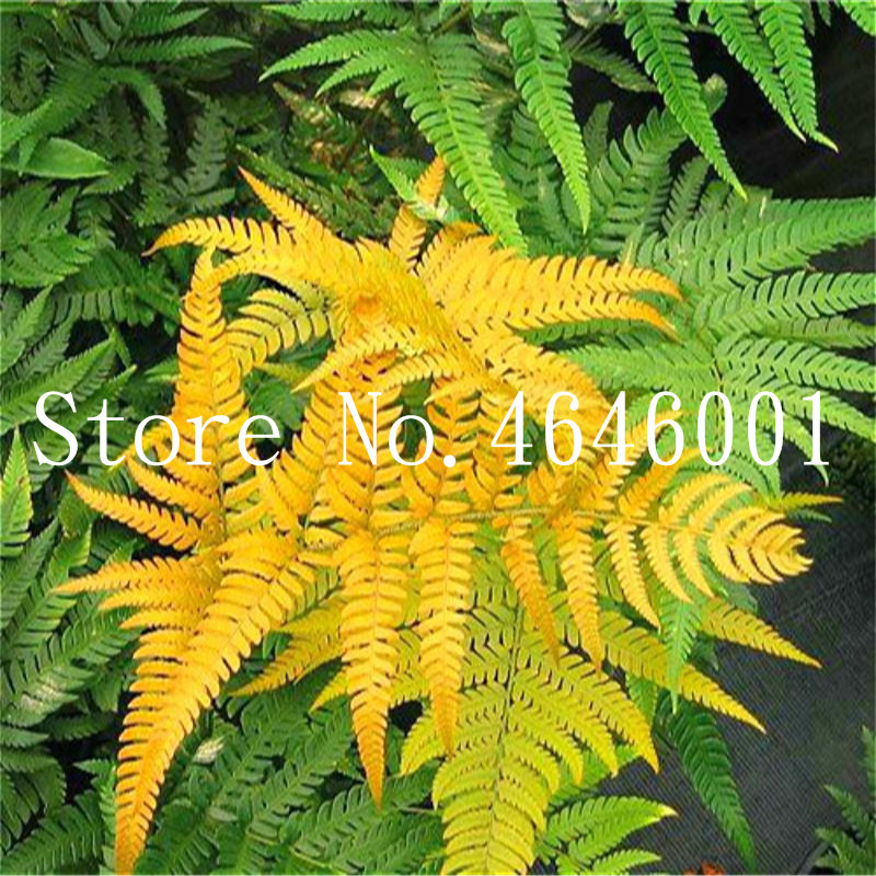 Bonsai 200 Pcs/Bag Seeds Rare Exotic Fern Bonsai Perennial Herb Plants Bonsai Pot Flower Indoor Plant For Home Garden Purify The Air
Bonsai 200 Pcs/Bag Seeds Rare Exotic Fern Bonsai Perennial Herb Plants Bonsai Pot Flower Indoor Plant For Home Garden Purify The Air