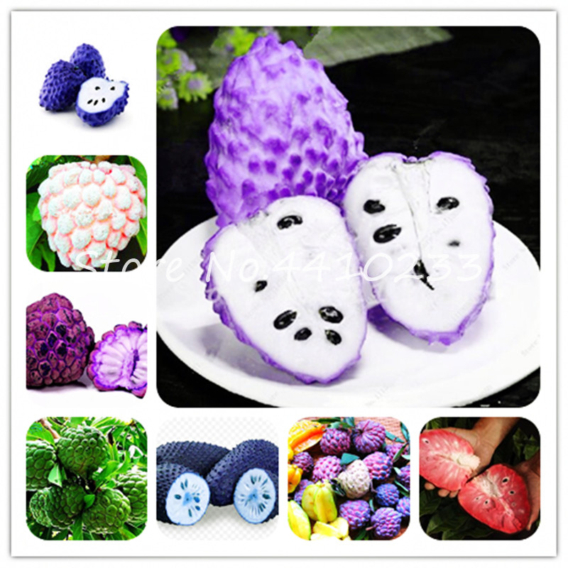 Bonsai 20 Pcs Soursop Fruit Graviola Annona Muricata Plant MultiColor Sweetsop Delicious Sweet Fruit Sugar Apple Plant In Bonsai seeds
Bonsai 20 Pcs Soursop Fruit Graviola Annona Muricata Plant MultiColor Sweetsop Delicious Sweet Fruit Sugar Apple Plant In Bonsai seeds
