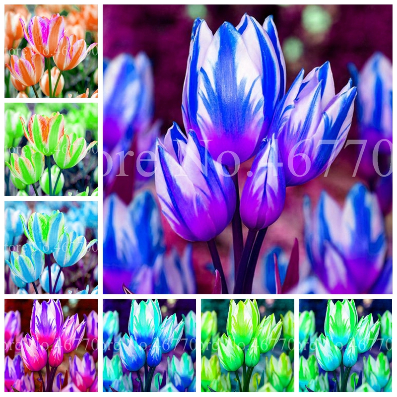 500 Pcs Seeds Multifarious Tulip Flowers Bonsai Perennial Indoor Balcony Tulipanes Flore Herbs Planta for Home Garden Supplies Decor
500 Pcs Seeds Multifarious Tulip Flowers Bonsai Perennial Indoor Balcony Tulipanes Flore Herbs Planta for Home Garden Supplies Decor