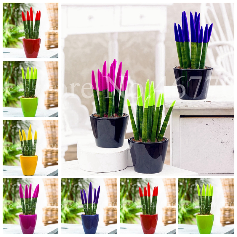 200 pcs/ bag Seeds Mixed Sansevieria Bonsai Indoor Tree Plants Radiation Protection Potted Tree DIY Home Garden Flower Pot Planters
200 pcs/ bag Seeds Mixed Sansevieria Bonsai Indoor Tree Plants Radiation Protection Potted Tree DIY Home Garden Flower Pot Planters