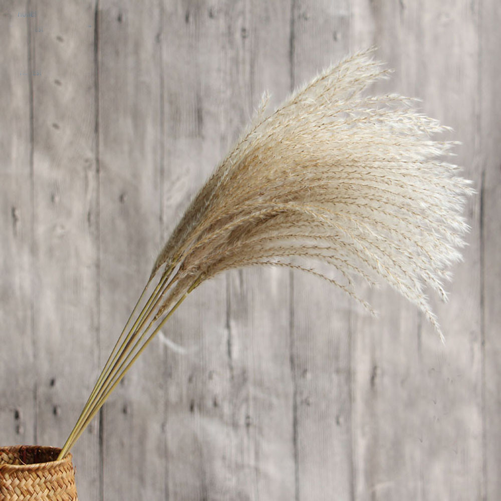 100 pieces of natural dried reed bunch bouquet flower arrangement wedding holiday party family table decoration art decoration, As shown
100 pieces of natural dried reed bunch bouquet flower arrangement wedding holiday party family table decoration art decoration, As shown