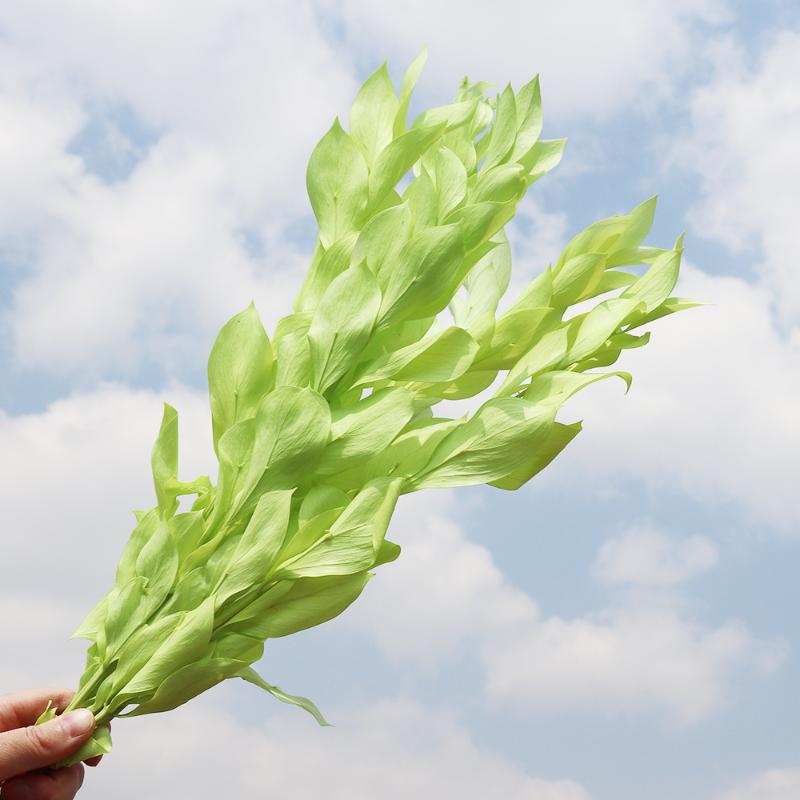 HOT SALE NEW leaf Preserved panda leaves decoration for home & office decoration&wedding, Green
HOT SALE NEW leaf Preserved panda leaves decoration for home & office decoration&wedding, Green