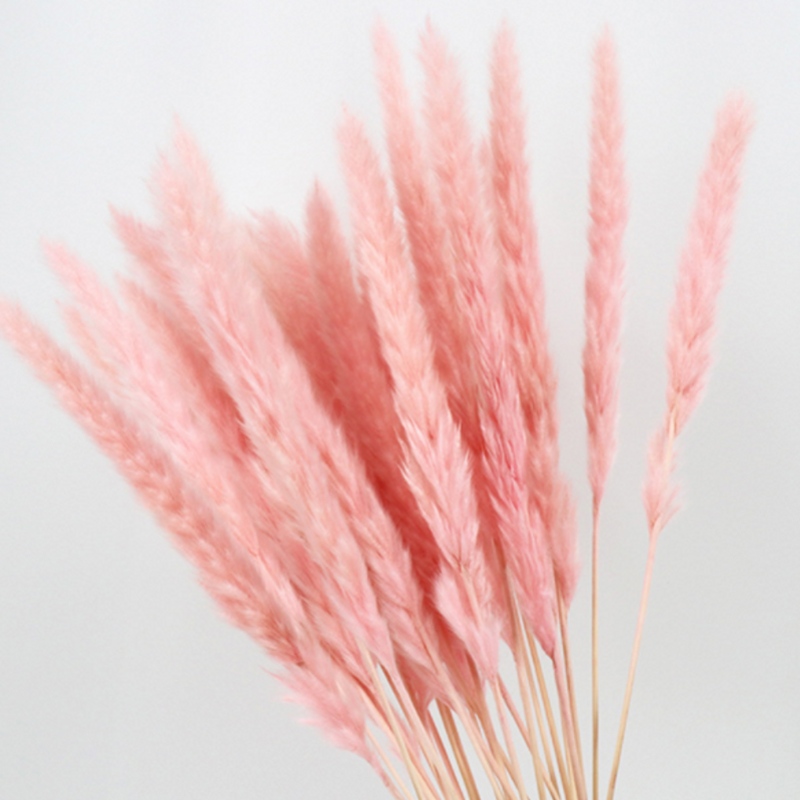15PCS Natural Dried Small Pampas Grass Phragmites Wedding Flower Bunch 40 To 68 Cm Tall for Hotel Home Decor, Pink
15PCS Natural Dried Small Pampas Grass Phragmites Wedding Flower Bunch 40 To 68 Cm Tall for Hotel Home Decor, Pink