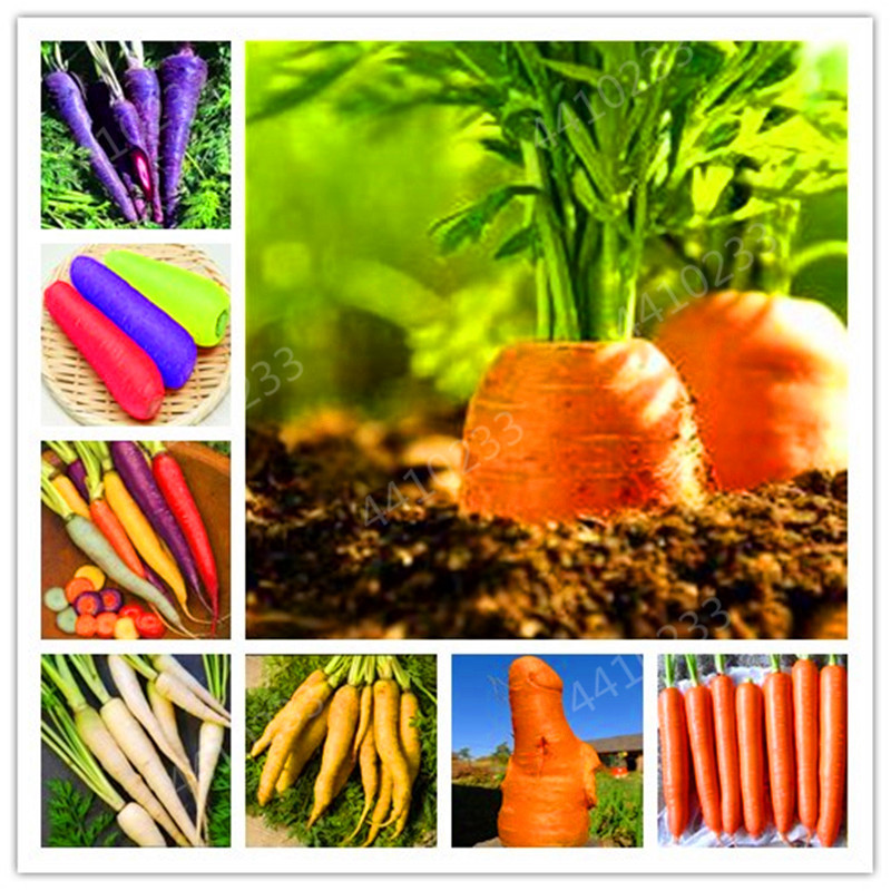 100 pcs/ bag Mixed Carrot Special Taste Nutritious Vegetables Salads DIY Cooking Food Bonsai for Home Garden Flower Pot Planting seeds
100 pcs/ bag Mixed Carrot Special Taste Nutritious Vegetables Salads DIY Cooking Food Bonsai for Home Garden Flower Pot Planting seeds