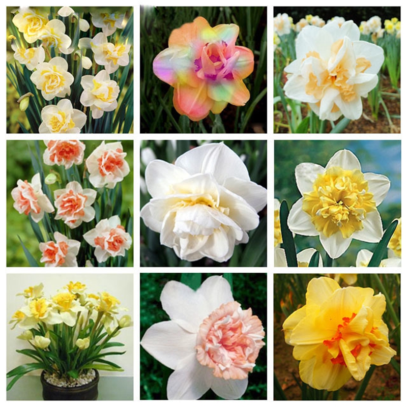 200 pcs / bag Seeds Blooming Narcissus Aquatic Plants Indoor Double Petals Daffodil Bonsai Flower DIY Potted Ornamental Plant Decor
200 pcs / bag Seeds Blooming Narcissus Aquatic Plants Indoor Double Petals Daffodil Bonsai Flower DIY Potted Ornamental Plant Decor