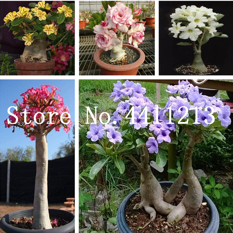 5 Pcs / Lot 100% True Desert Rose bonsai plant seeds Ornamental Plants Balcony Potted Flowers bonsai Adenium Obesum Bonsai For Home Garden
5 Pcs / Lot 100% True Desert Rose bonsai plant seeds Ornamental Plants Balcony Potted Flowers bonsai Adenium Obesum Bonsai For Home Garden