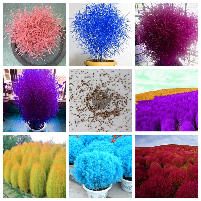 1000 pcs Seeds Mixed Grass Plant Perennial Grass Burning Bush Kochia Scoparia Planta Red Garden Ornamental Easy Grow Bonsai Home Garden
1000 pcs Seeds Mixed Grass Plant Perennial Grass Burning Bush Kochia Scoparia Planta Red Garden Ornamental Easy Grow Bonsai Home Garden