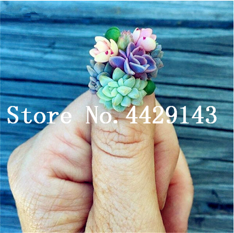 200pcs Seeds Mini Succulents bonsai Tetragonia Blue Stone Flower plants Lithops Pseudotruncatella bonsai For Home Garden Free Shipping
200pcs Seeds Mini Succulents bonsai Tetragonia Blue Stone Flower plants Lithops Pseudotruncatella bonsai For Home Garden Free Shipping
