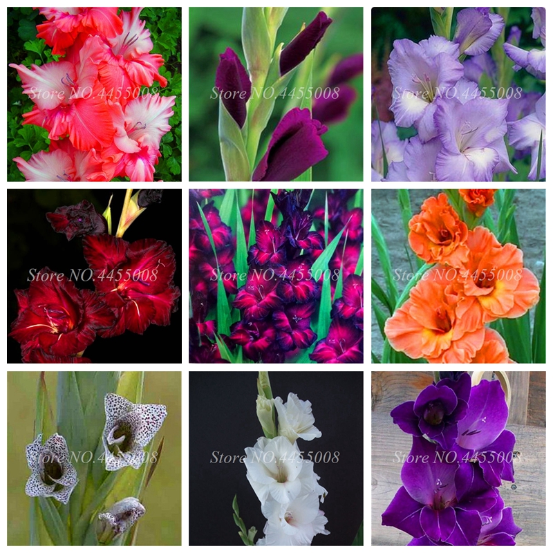 400 Pcs / bag Seeds Bonsai Planta Gladiolus Flower Outdoor Rare Sword Lily For DIY Home Garden Planting Aerobic Potted Decor
400 Pcs / bag Seeds Bonsai Planta Gladiolus Flower Outdoor Rare Sword Lily For DIY Home Garden Planting Aerobic Potted Decor