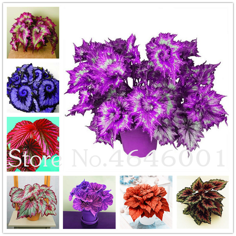 Bonsai 200 Pcs Seeds Rare Begonia Plants Perfect Color Leaf Begonia Bonsai Flower Potted Plant For Garden Balcony Ornamental Plants
Bonsai 200 Pcs Seeds Rare Begonia Plants Perfect Color Leaf Begonia Bonsai Flower Potted Plant For Garden Balcony Ornamental Plants
