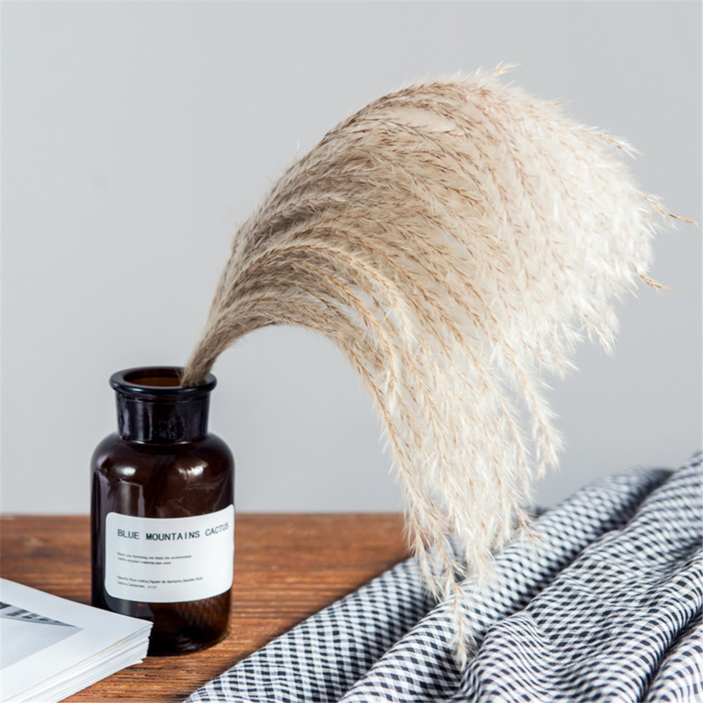 20 pcs Pampas gras kerst decor real pampas gras reed natuurlijke gedroogde plant ornamenten bruiloft decor bloem bos, 20pcs
20 pcs Pampas gras kerst decor real pampas gras reed natuurlijke gedroogde plant ornamenten bruiloft decor bloem bos, 20pcs