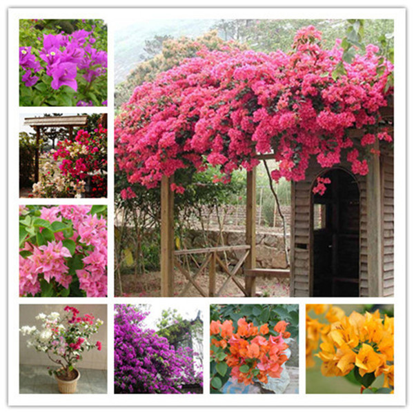 200 Pcs/Bag Bougainvillea bonsai seeds Colorful Bougainvillea Spectabilis Willd plant Perennial Flower plant Garden Bonsai Pot Plant
200 Pcs/Bag Bougainvillea bonsai seeds Colorful Bougainvillea Spectabilis Willd plant Perennial Flower plant Garden Bonsai Pot Plant