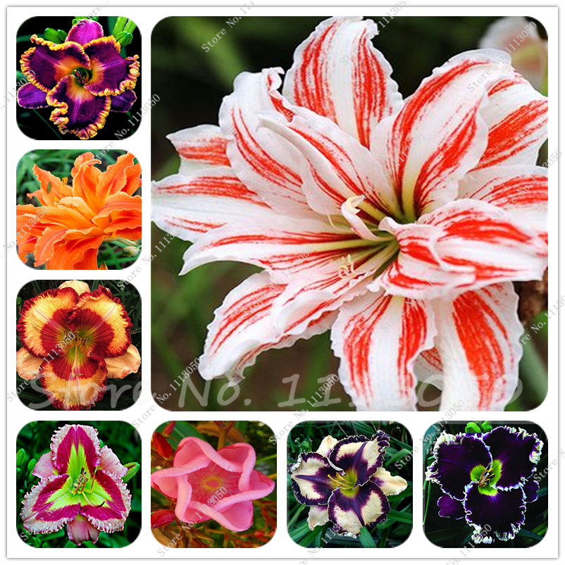120 Pcs Hybrid Mix Daylily Flowers Seed Rare Colour Hybrid Hemerocallis Seeds New Day Lily Seed Packet Garden Decoration Hot Sale
120 Pcs Hybrid Mix Daylily Flowers Seed Rare Colour Hybrid Hemerocallis Seeds New Day Lily Seed Packet Garden Decoration Hot Sale