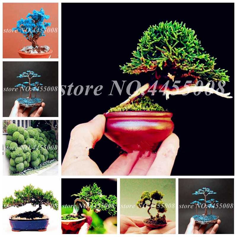 30 pcs/ bag Seeds Rare Mini Japanese Juniper Bonsai Starter Tree -Juniperus Procumbens Potted Plant for Home Garden Ornamental Planta
30 pcs/ bag Seeds Rare Mini Japanese Juniper Bonsai Starter Tree -Juniperus Procumbens Potted Plant for Home Garden Ornamental Planta